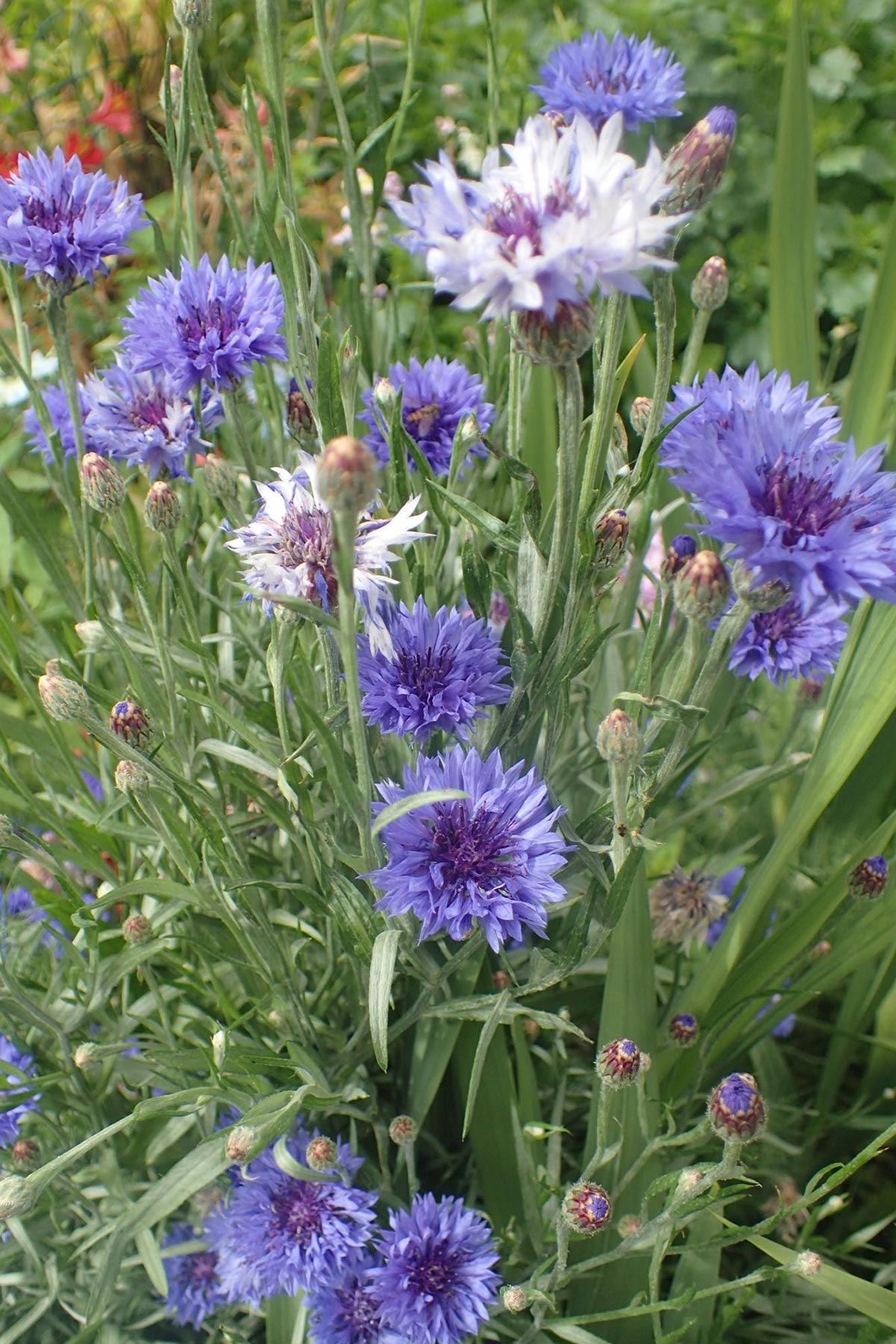 The Gluttonous Gardener Jane Austen Flowers Growbar