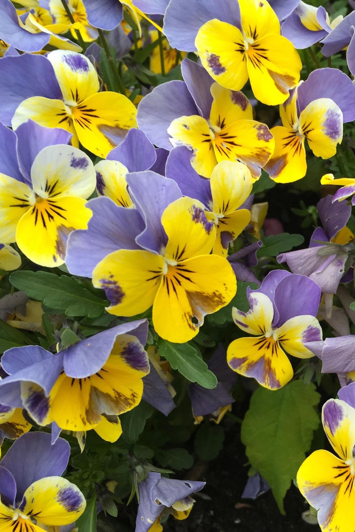 Edible flowers growing from coir Growbar on windowsill indoor gardening Urban Wild