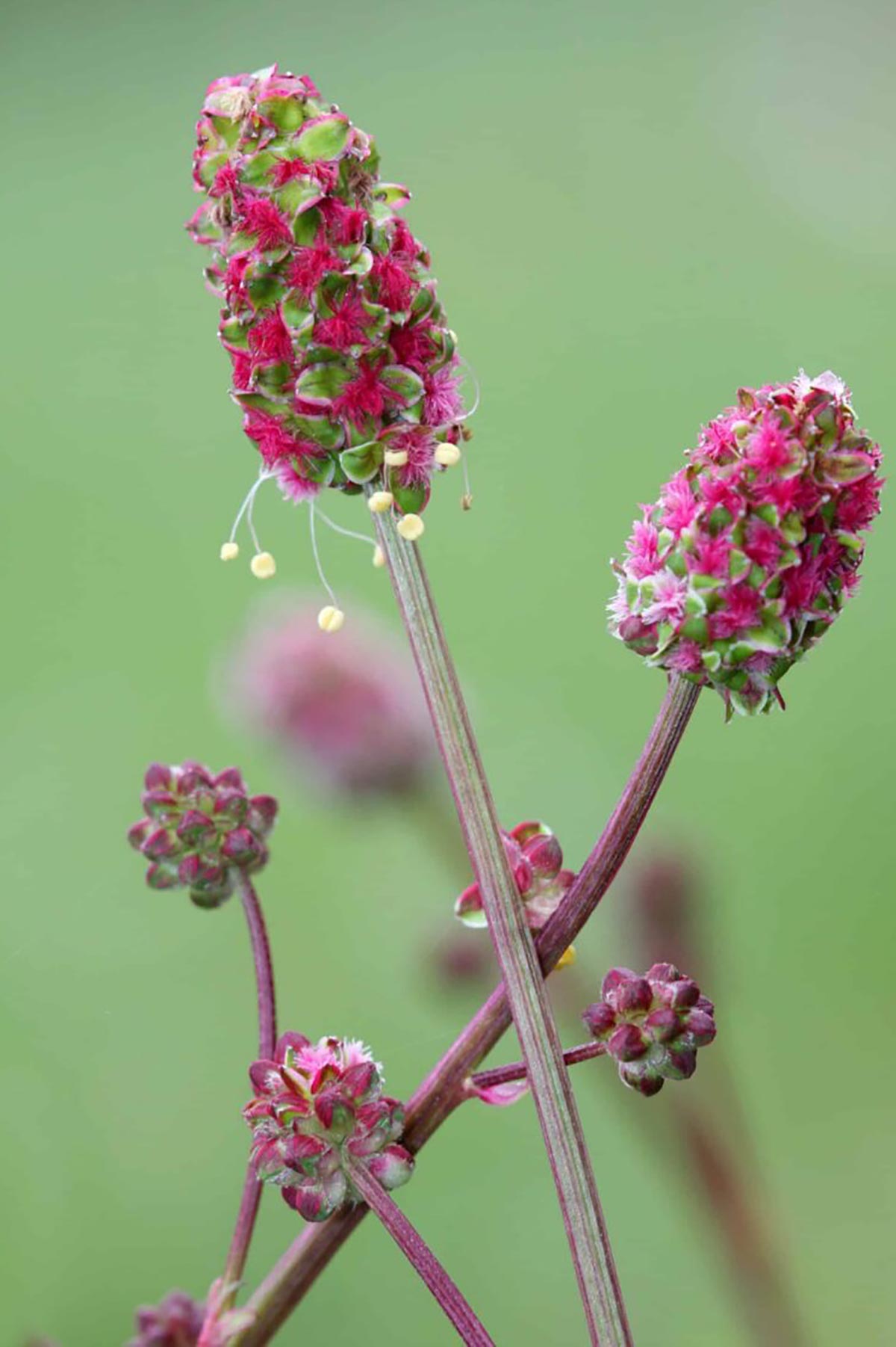 Medieval Herbs Growbar as a unique sustainable gardening gift by Growbar Urban Wild