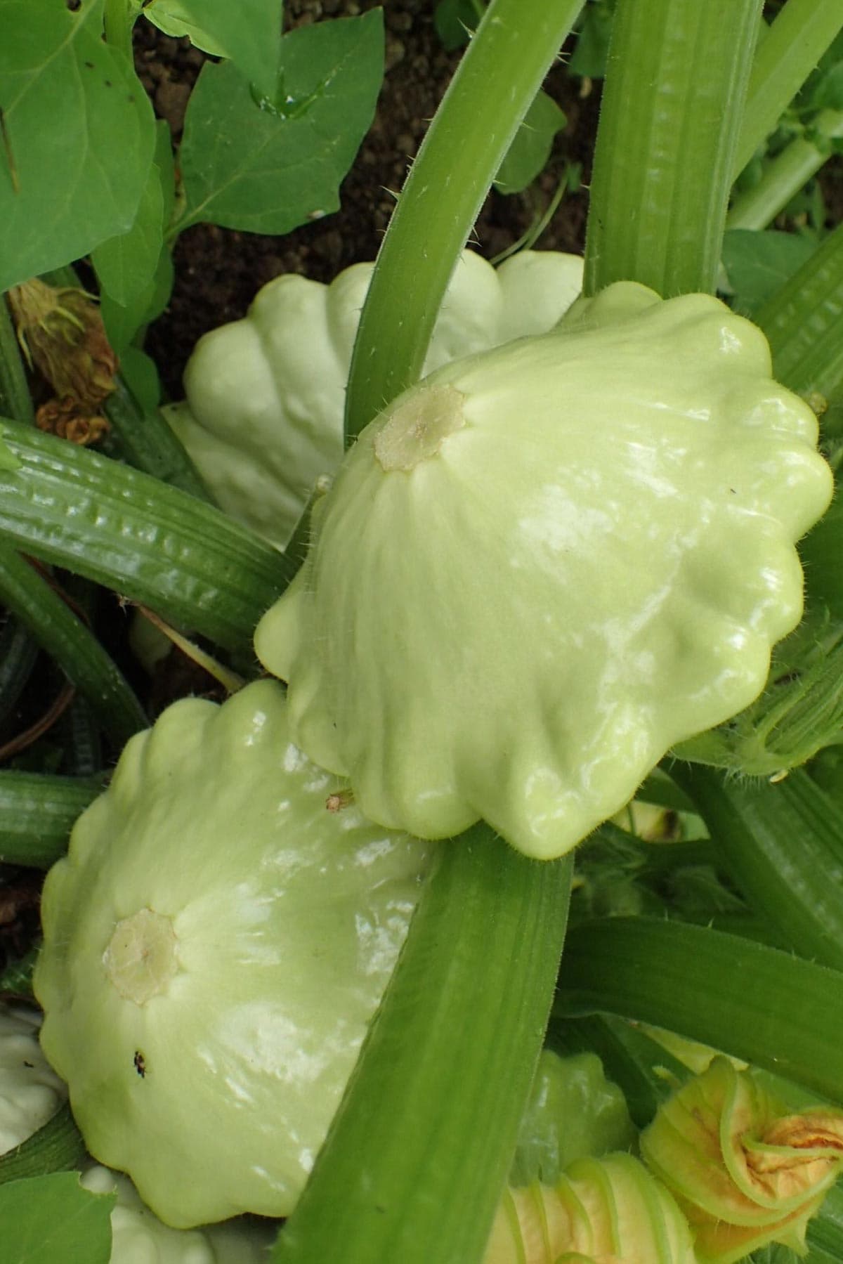 Homegrown unusual vegetables from Growbar used in creative cooking Urban Wild