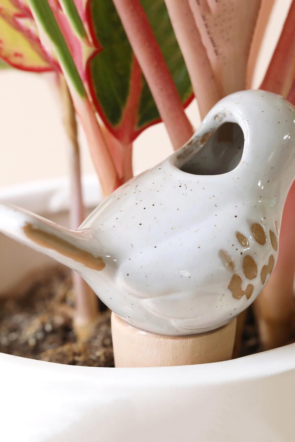 Birth watering spike placed in houseplant