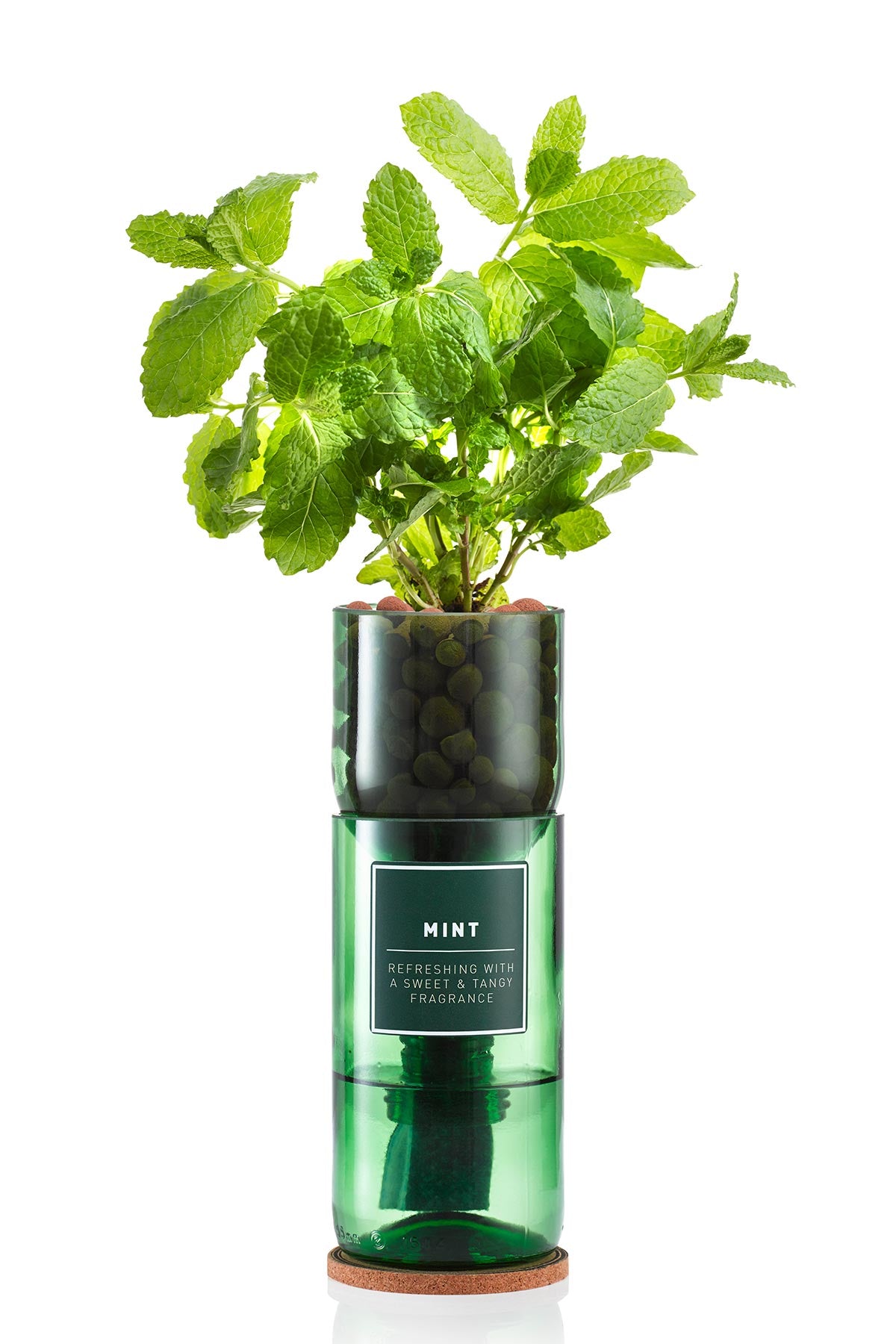 Grow fresh mint at home herb kit