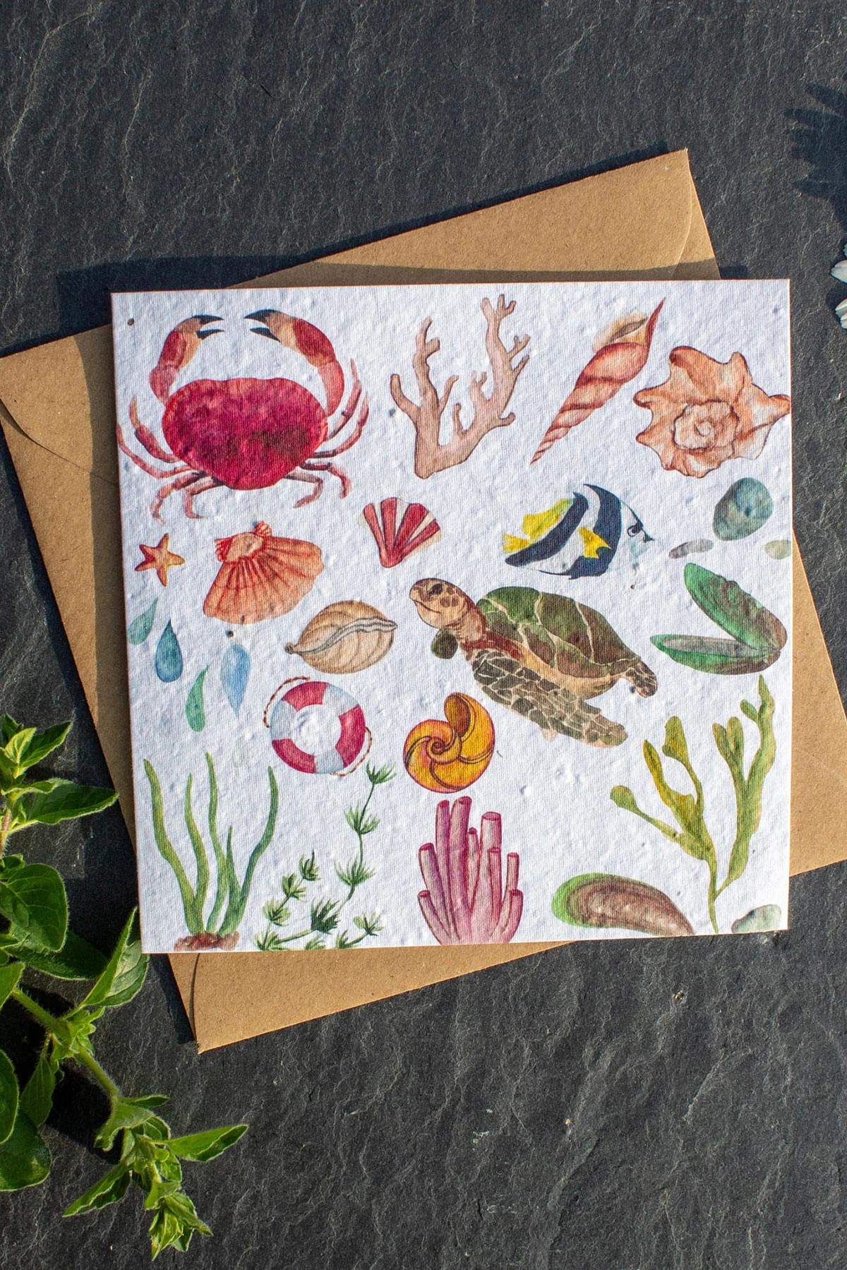 The Naughty Shrew plantable greeting card with rock pool animals illustration, eco-friendly seed paper card from Urban Wild
