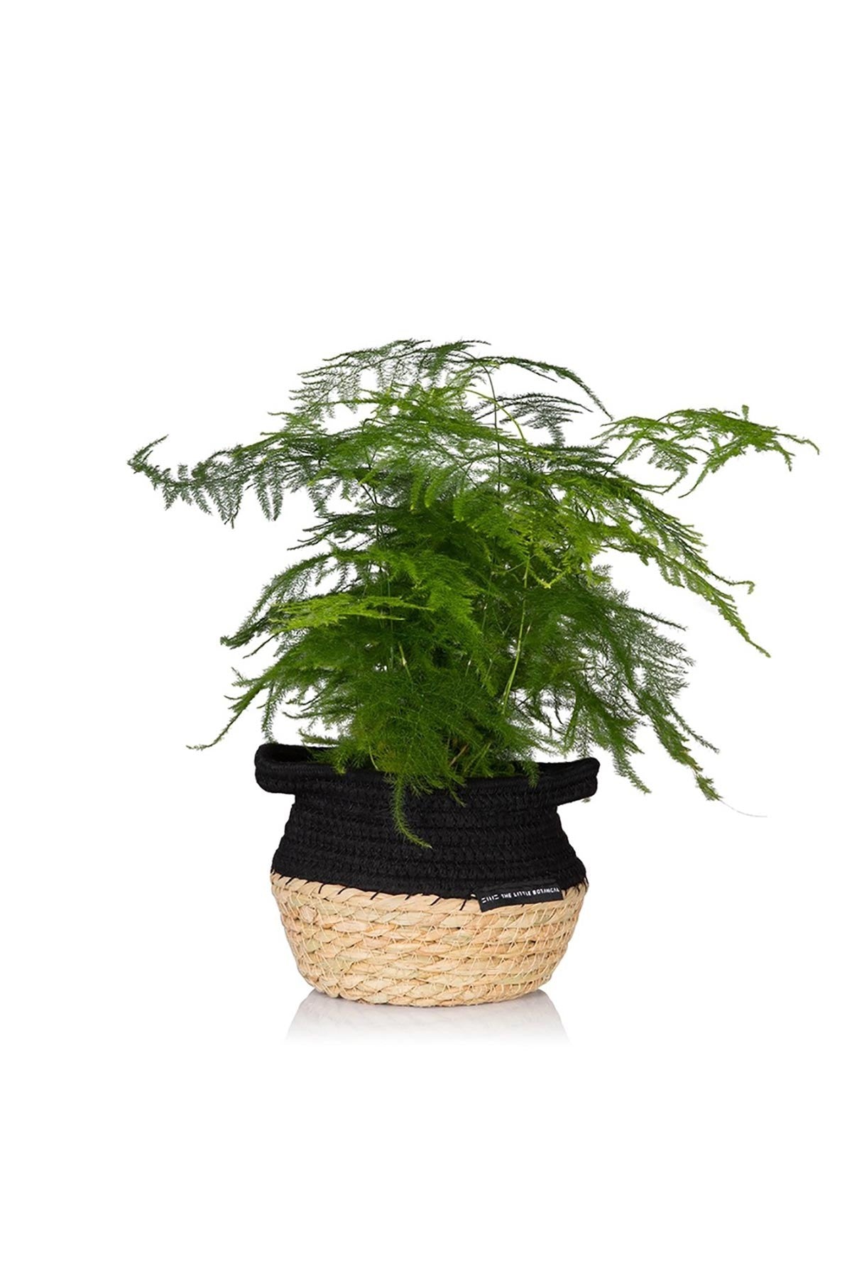 Medium Asparagus Fern with feathery green fronds in natural woven Belly Basket — Urban Wild