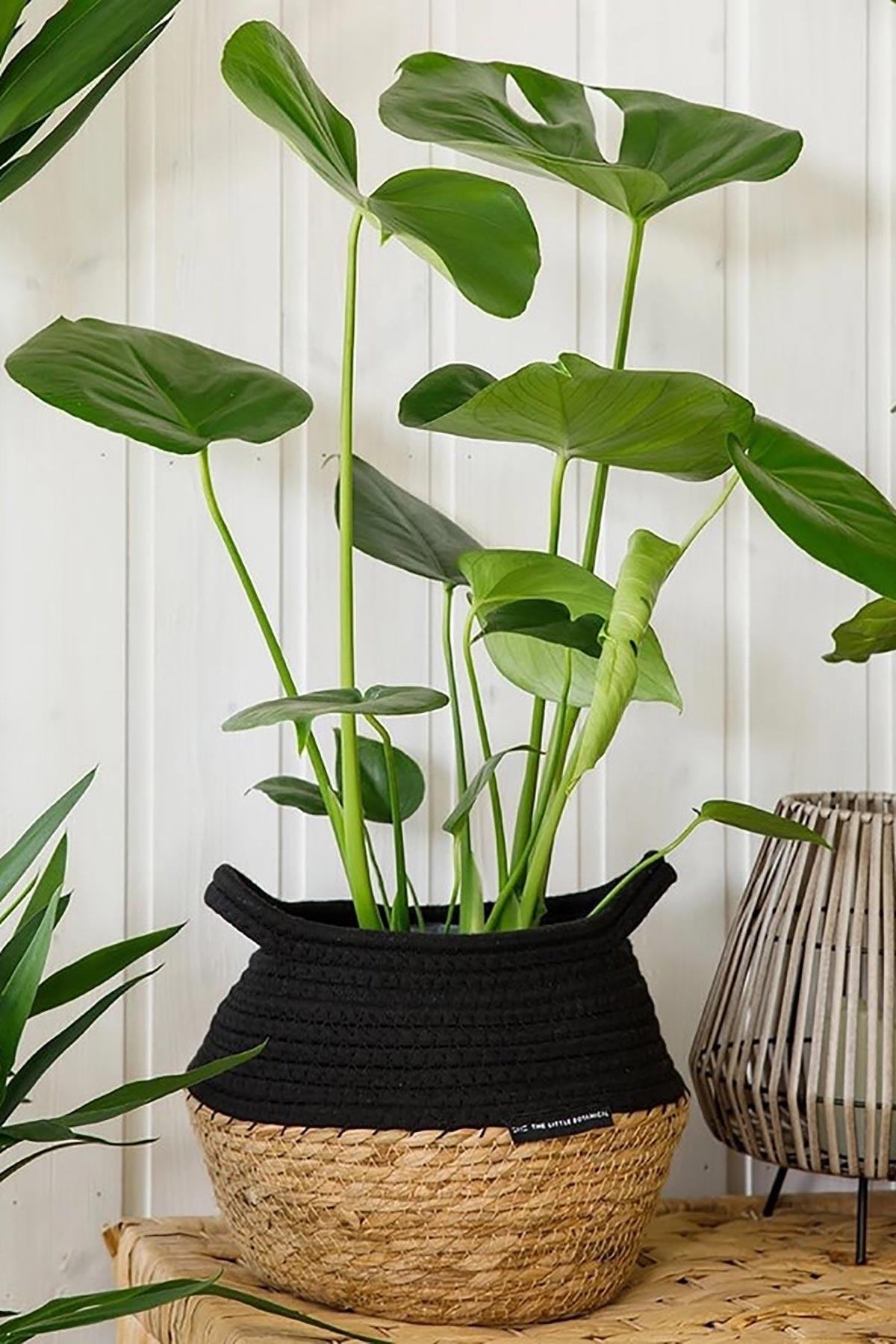 Big Monstera Deliciosa Swiss Cheese Plant in natural seagrass belly basket — Urban Wild