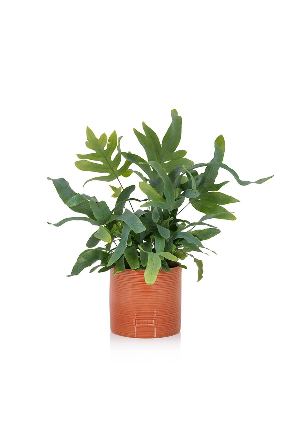 Blue Star Fern with feathery blue-green fronds in burnt orange glazed ceramic pot — Urban Wild