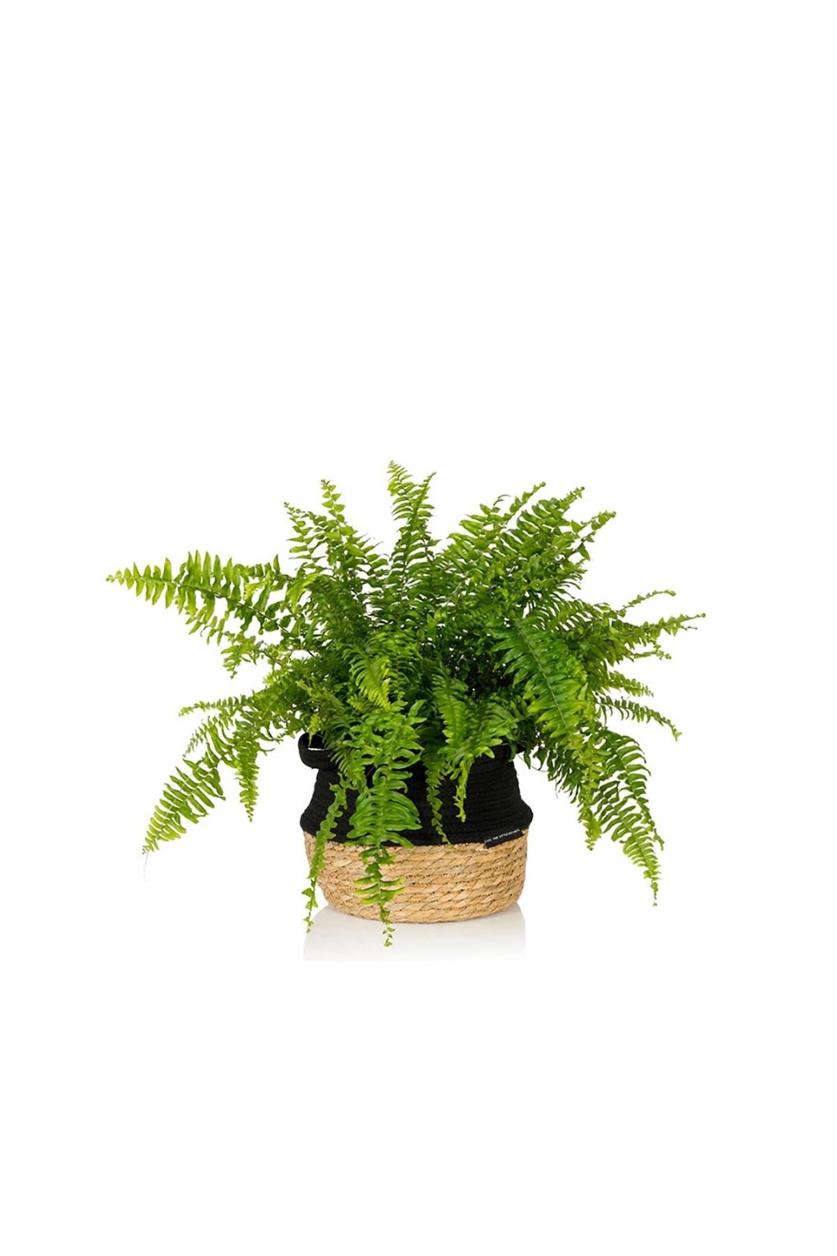 Medium Boston Fern with feathery green fronds in woven belly basket — Urban Wild