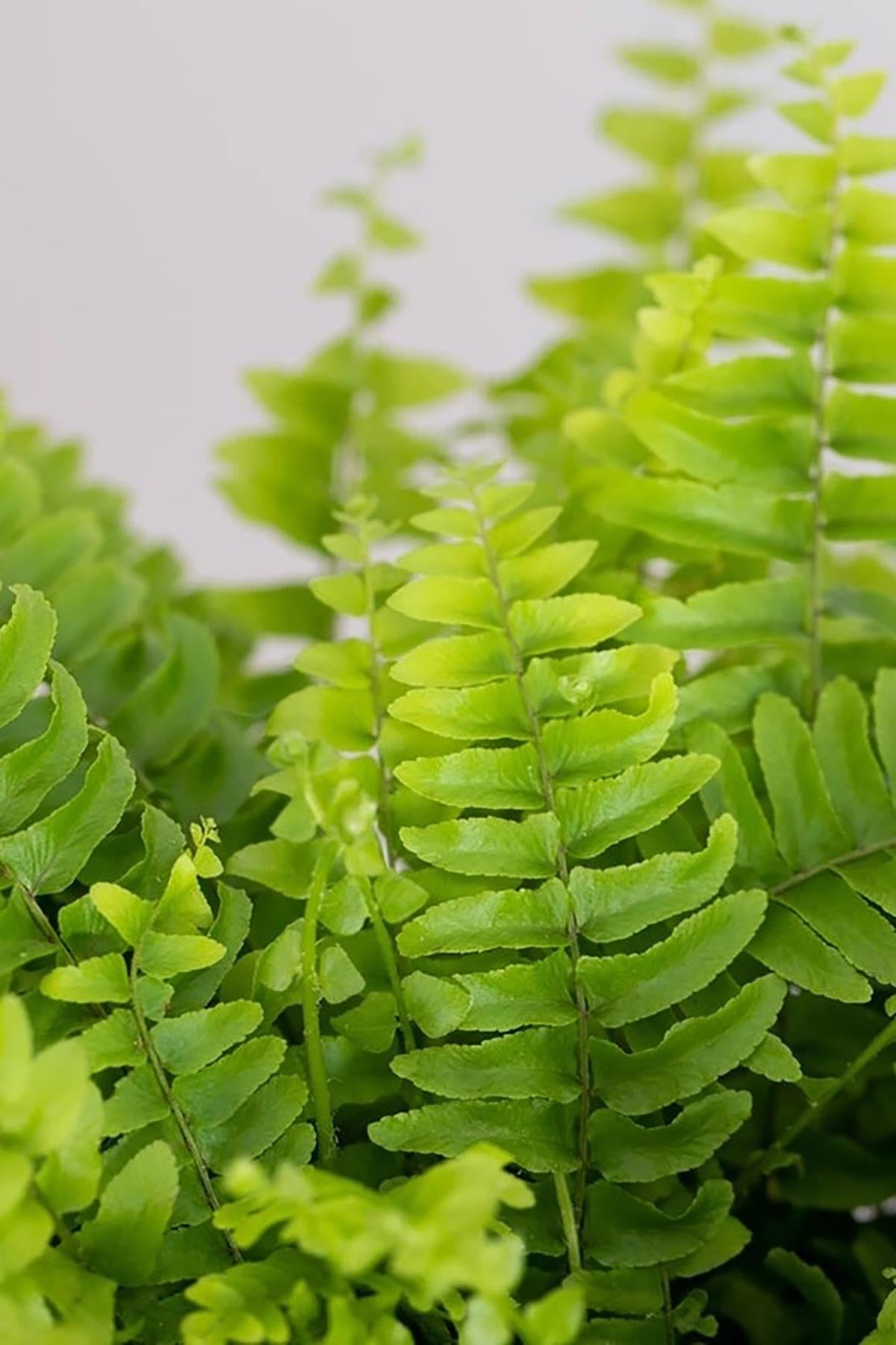 Boston Fern in Belly Basket Medium Indoor Plant — Urban Wild