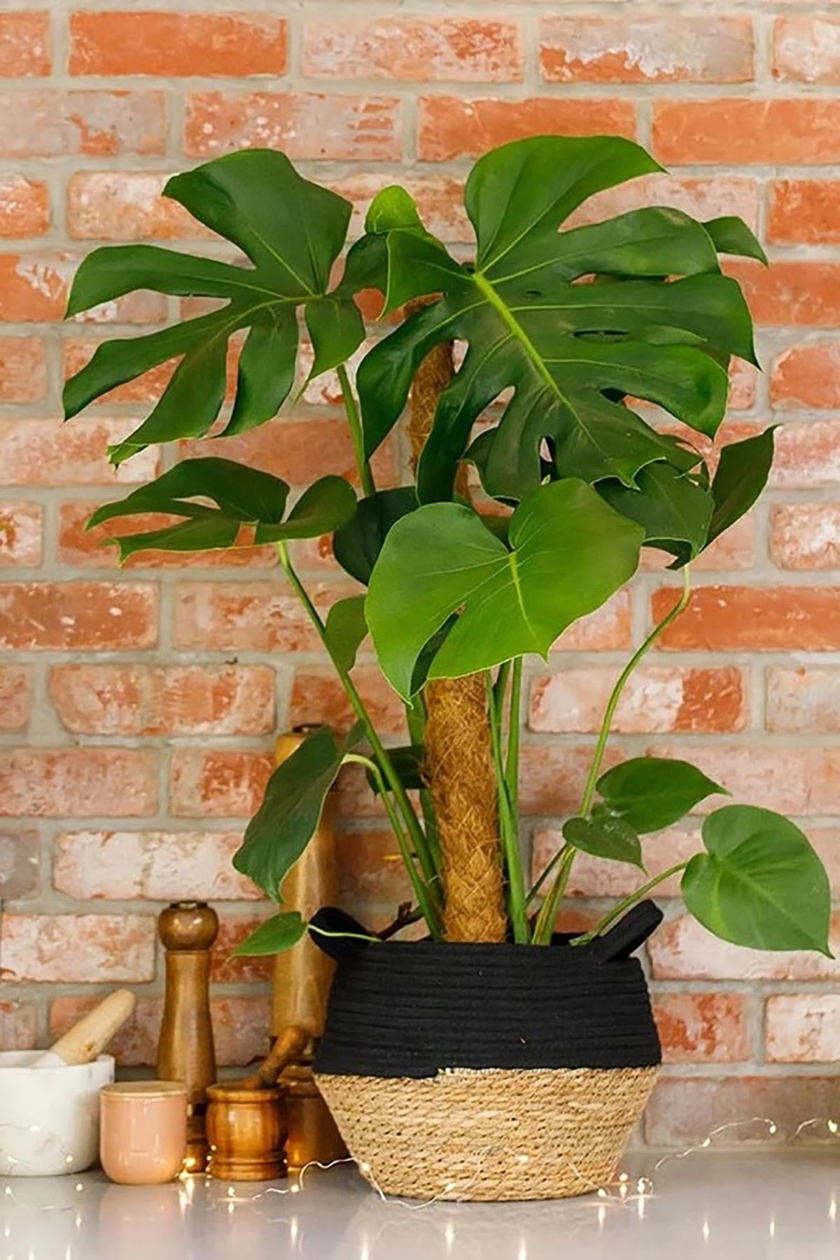 Large Monstera Deliciosa Swiss Cheese Plant in natural seagrass belly basket with moss pole — Urban Wild