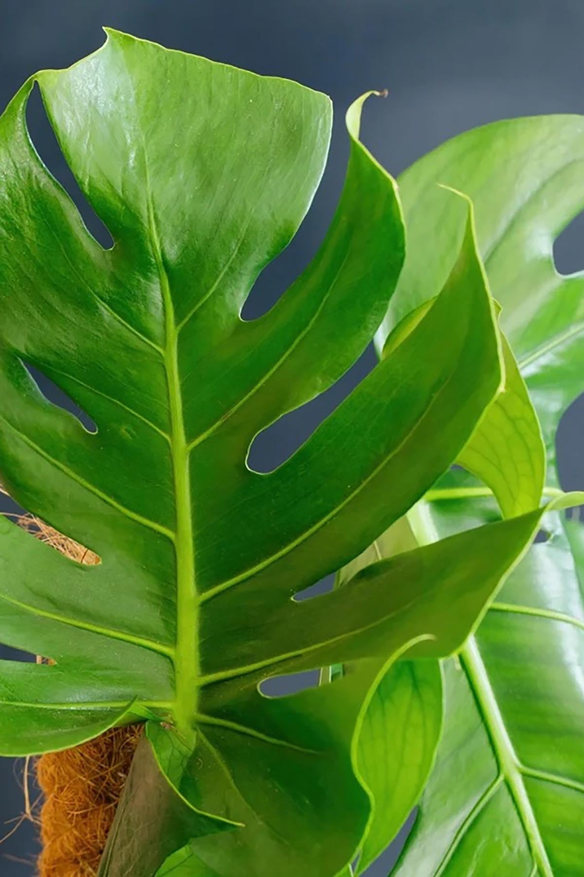 Large Monstera Deliciosa Swiss Cheese Plant in Belly Basket — Urban Wild