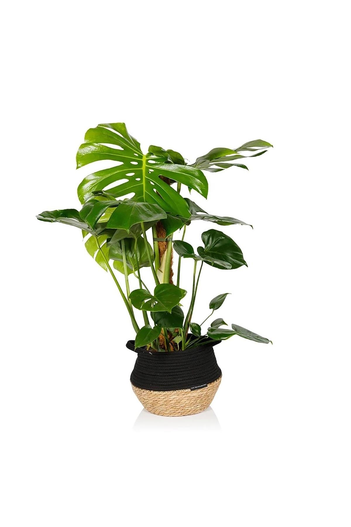 Large Monstera Deliciosa Swiss Cheese Plant in Belly Basket — Urban Wild