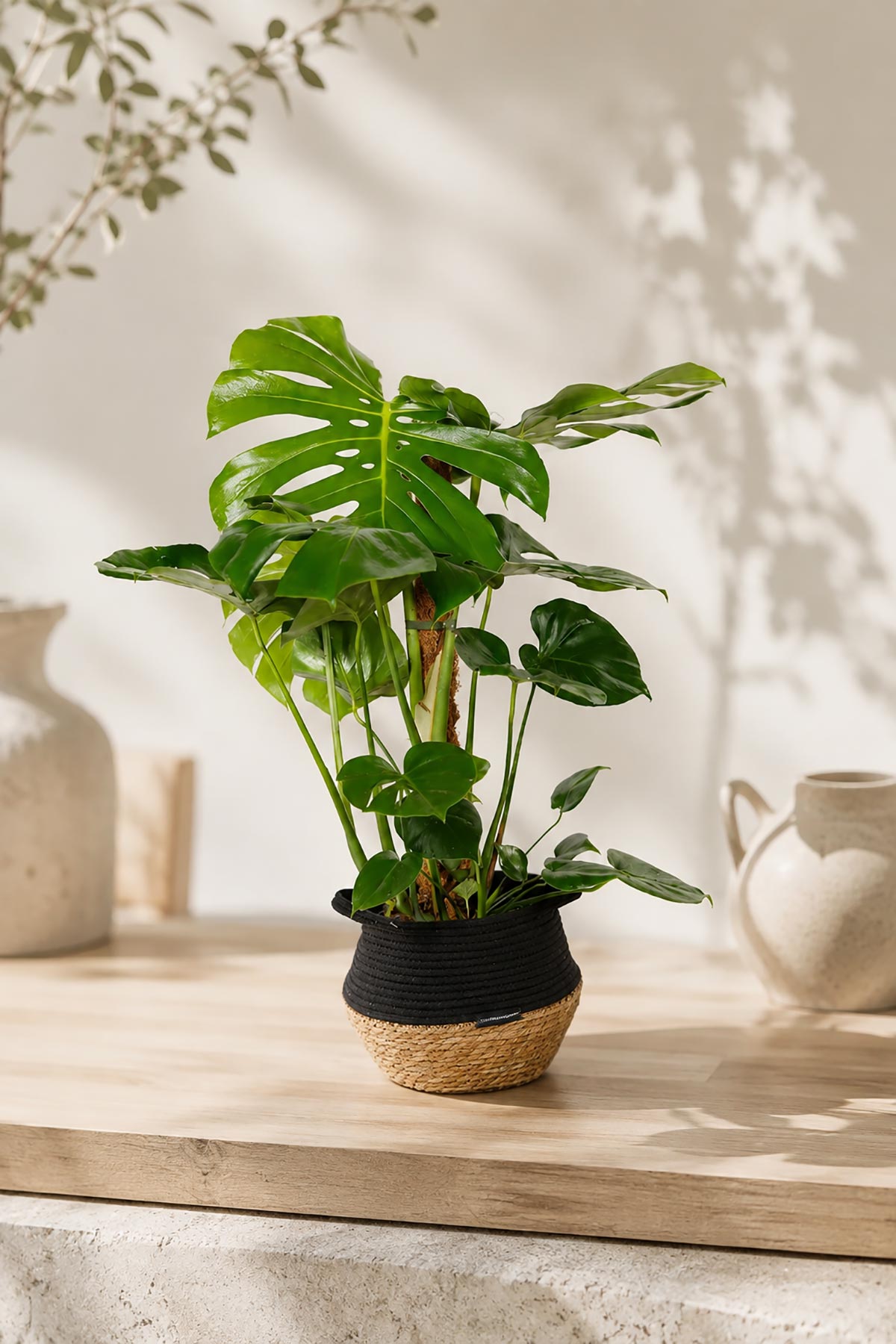 Large Monstera Deliciosa Swiss Cheese Plant in Belly Basket — Urban Wild