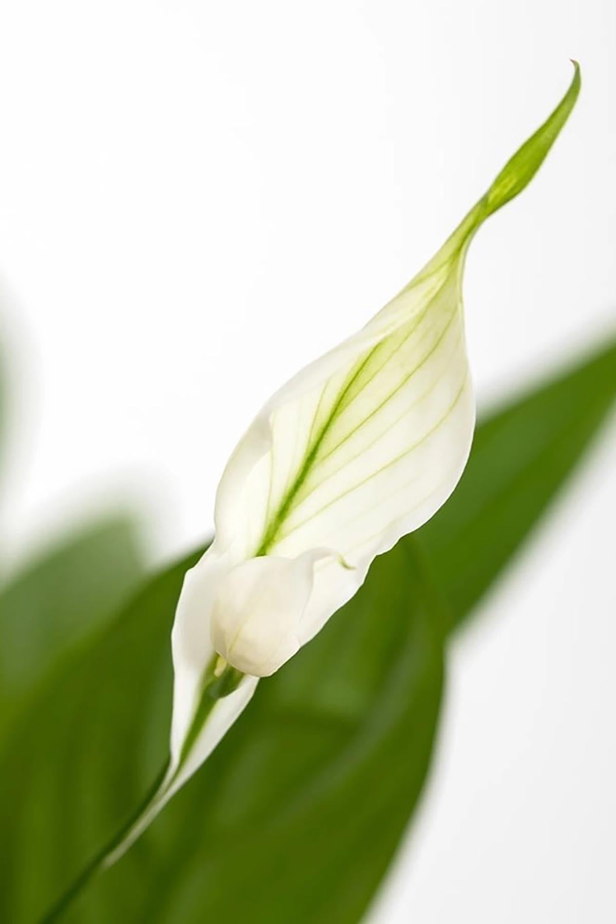 Peace Lily in Blue Summer Ceramic Pot Medium Indoor Plant — Urban Wild