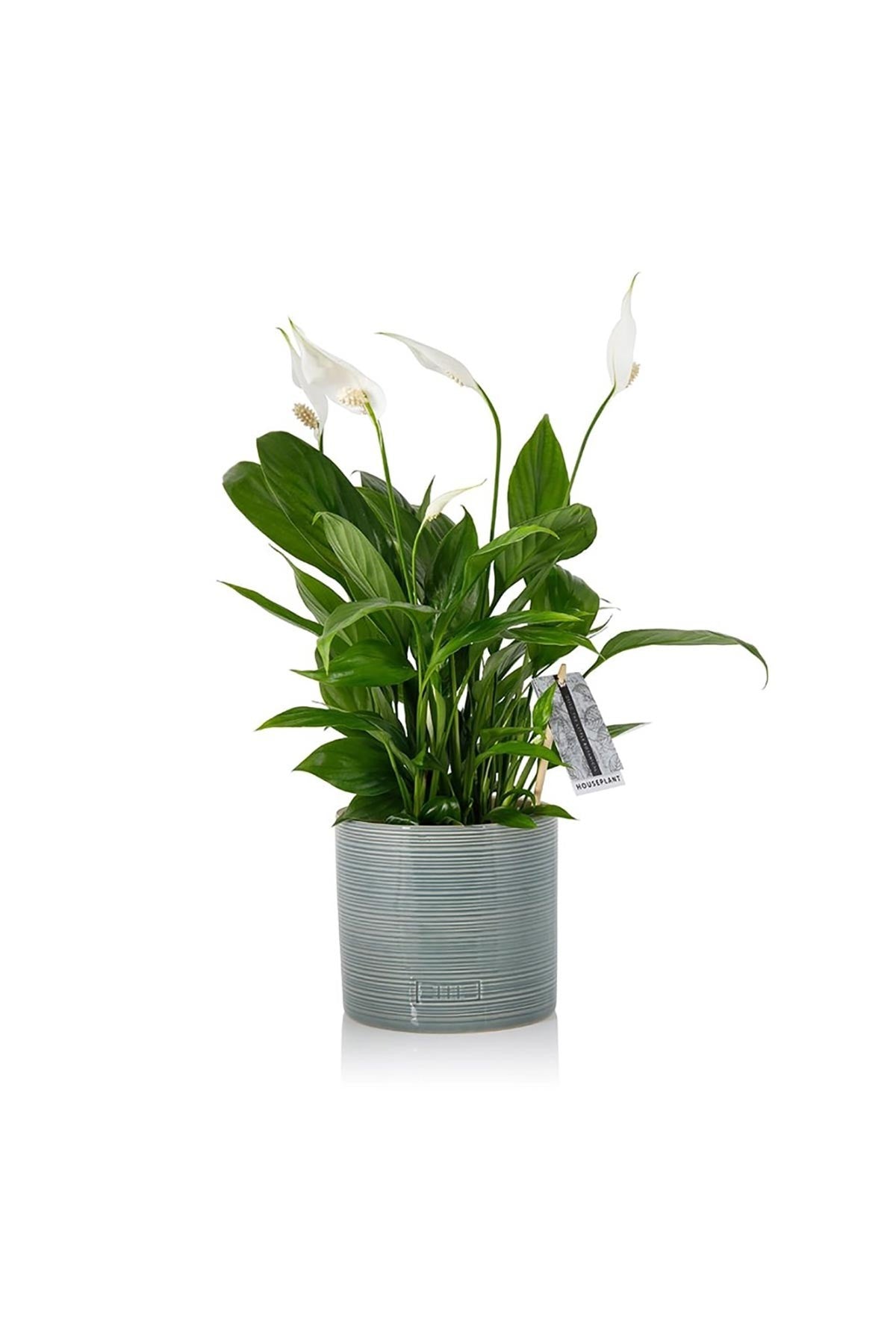 Peace Lily houseplant with white blooms in blue summer ceramic pot — Urban Wild