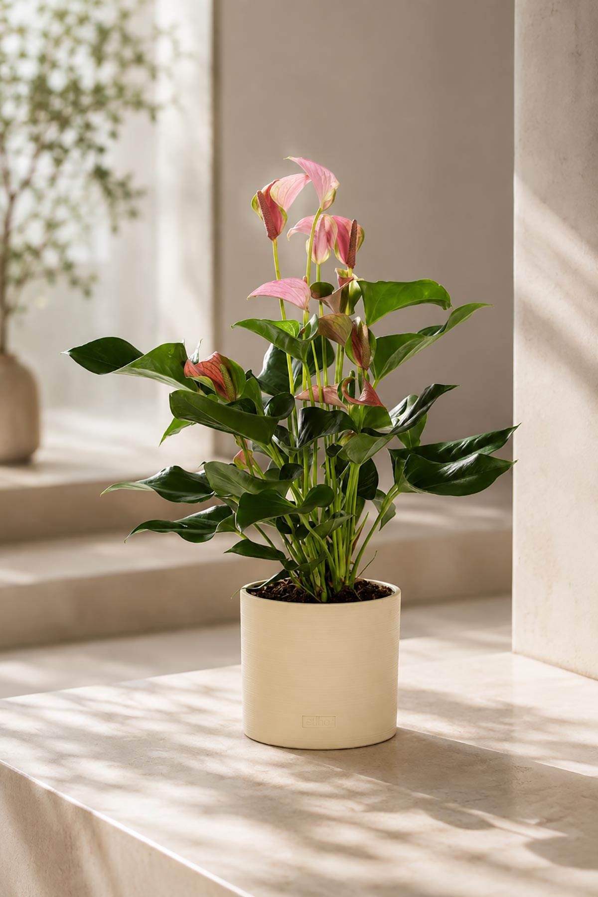 Pink Anthurium houseplant with glossy blooms in almond stoneware pot — Urban Wild