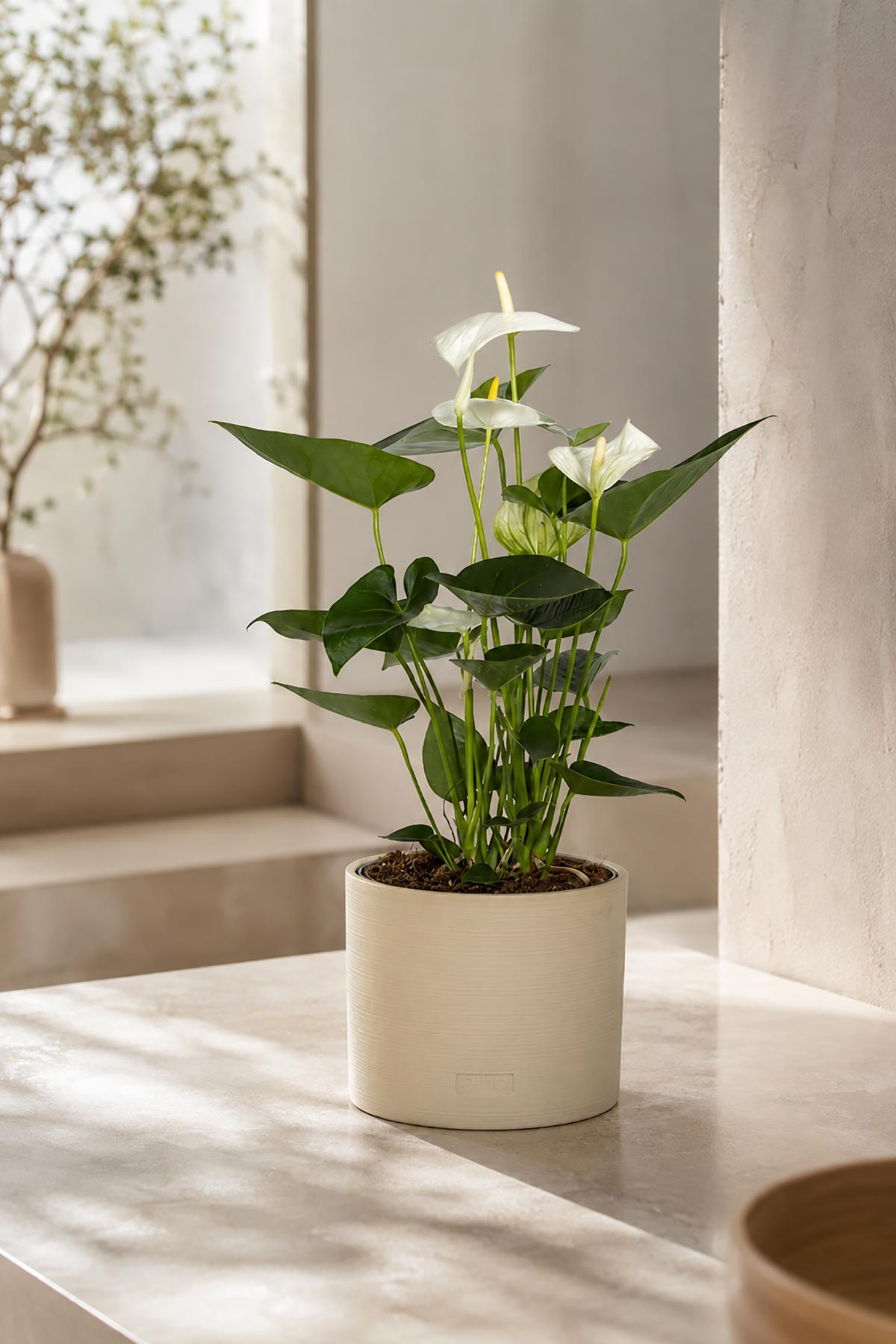 Anthurium Mix Houseplant in Almond Stoneware Pot — Urban Wild