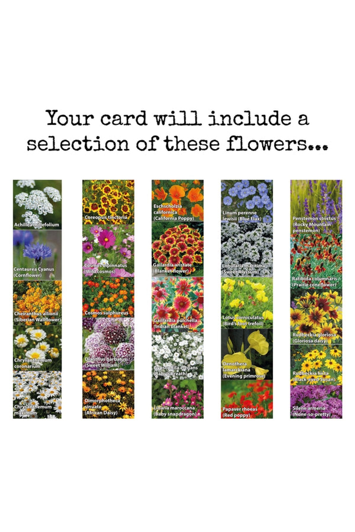 Wildflowers grown from The Naughty Shrew plantable seed paper card — Urban Wild
