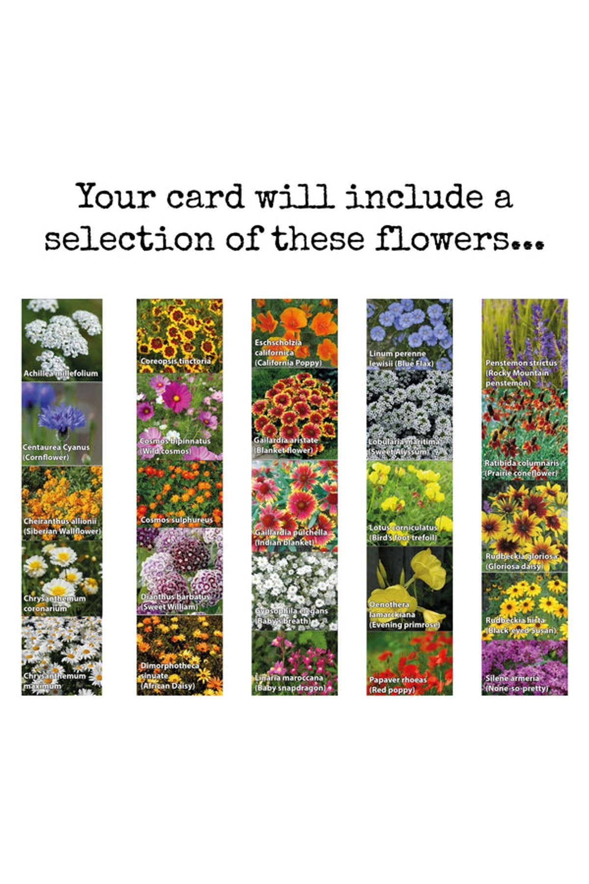 Wildflowers grown from The Naughty Shrew plantable seed paper card — Urban Wild