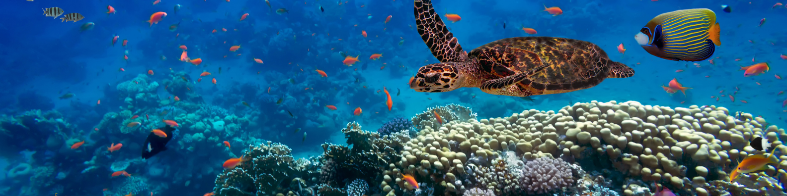 Our Earth, our Home, our Responsibly