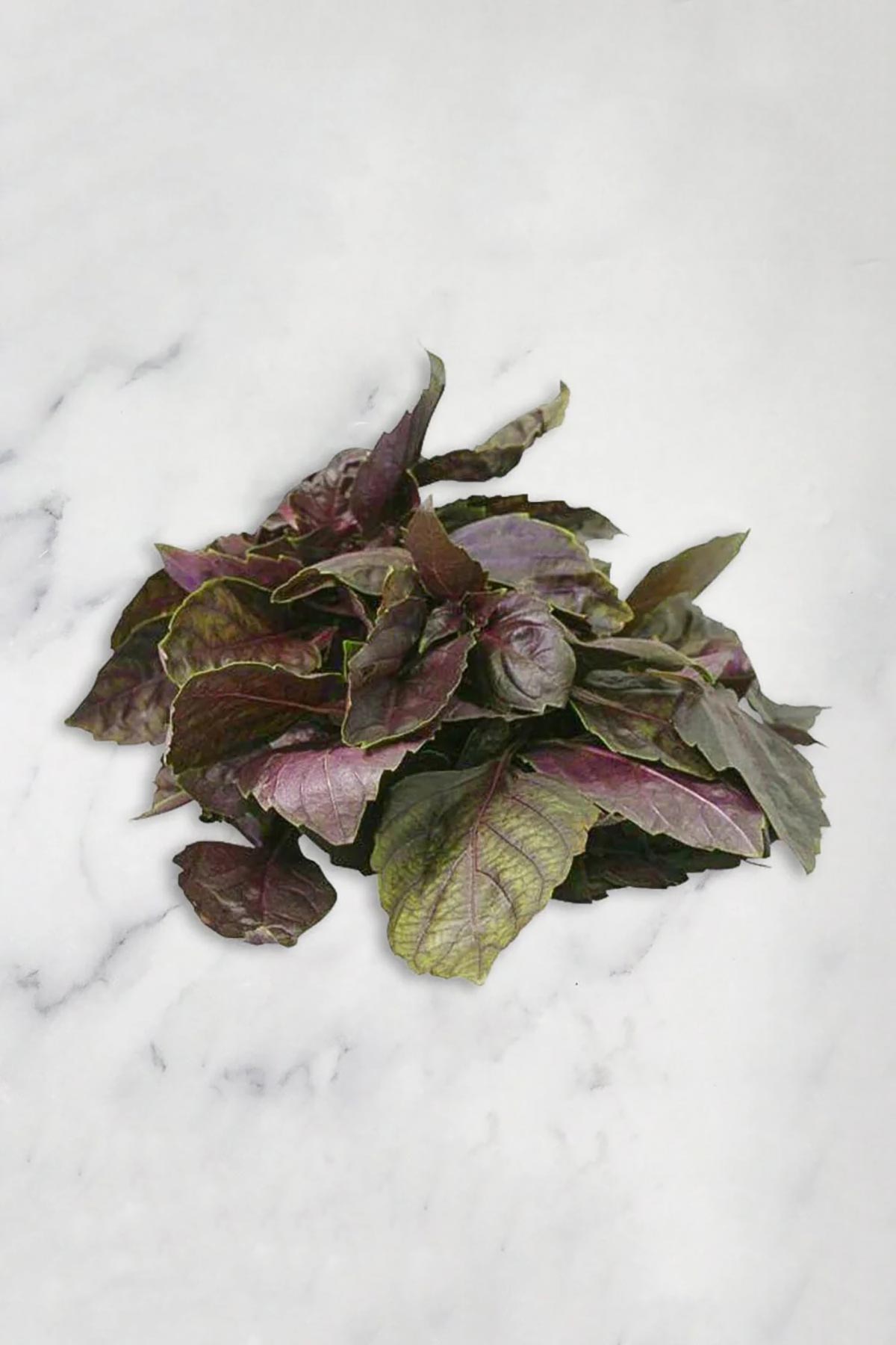 Design-led herb kit curated by Urban Wild