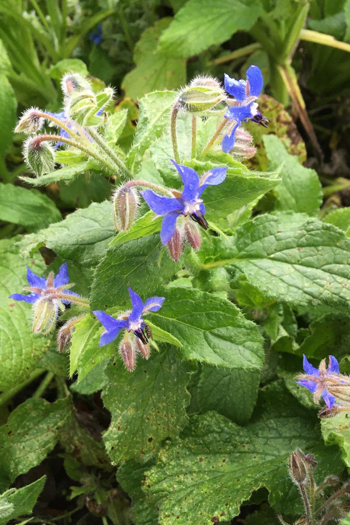 Edible flowers grown from Growbar used in home cooking dishes Urban Wild