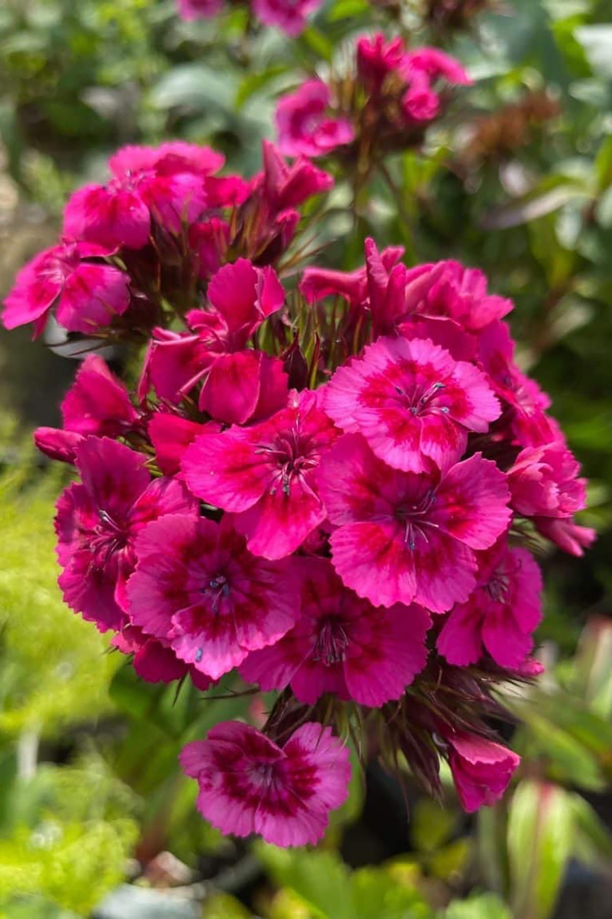 Flowers growing from Jane Austen Growbar on windowsill indoor gardening Urban Wild