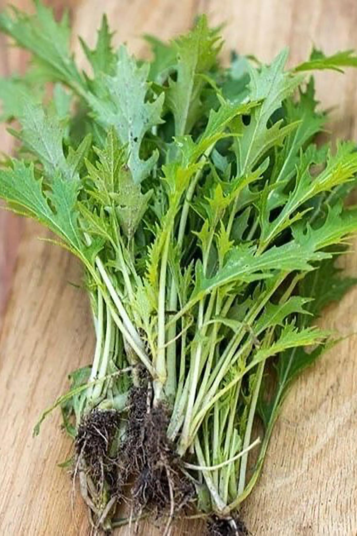 Salad Growbar as a sustainable gardening gift idea by Growbar Urban Wild