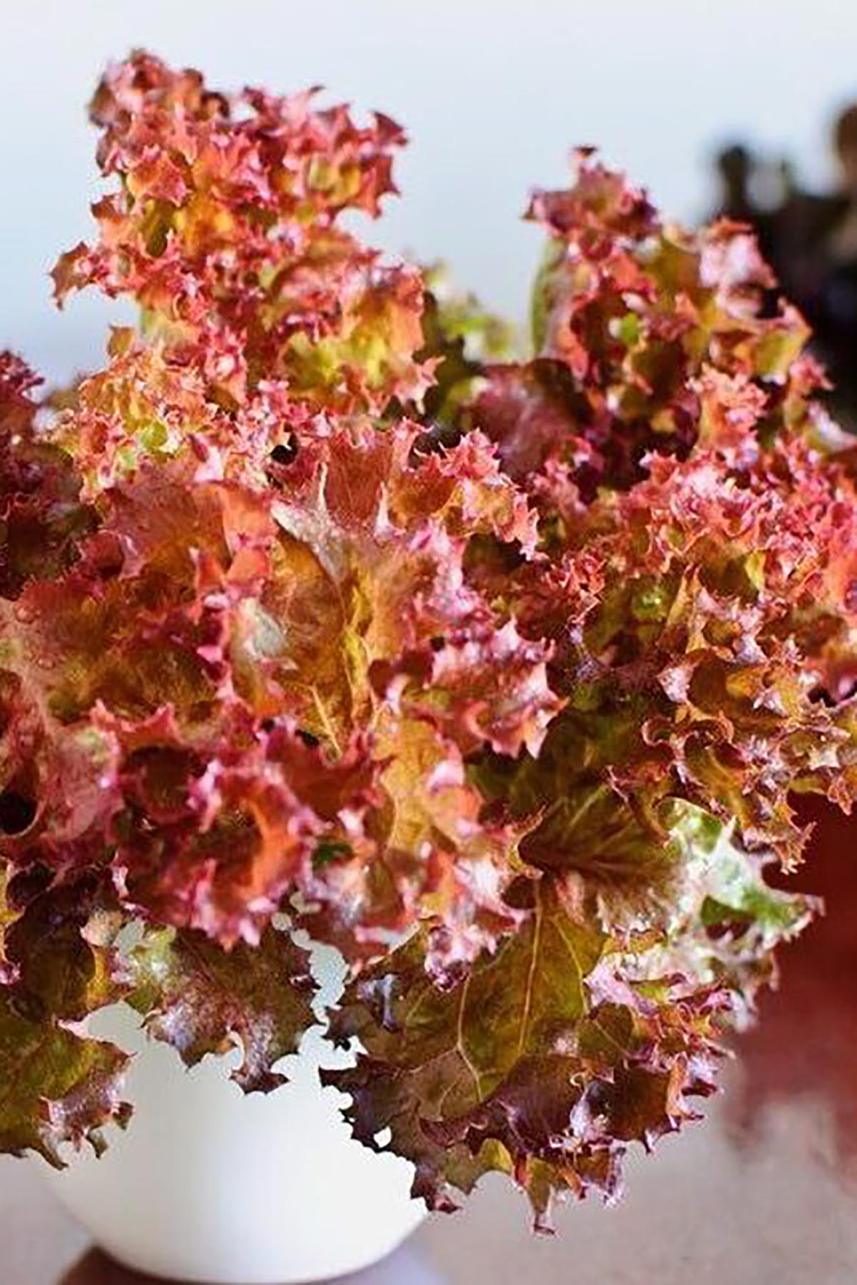 Homegrown salad leaves from Growbar used in fresh meals Urban Wild