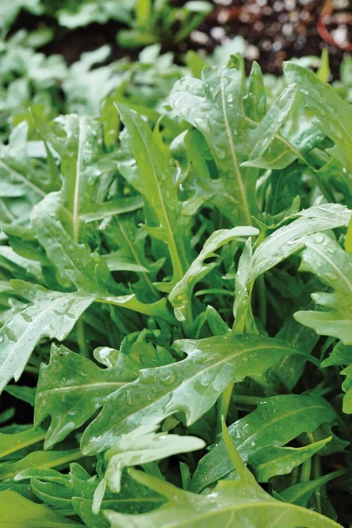 Fresh salad leaves growing from Growbar on windowsill indoor gardening Urban Wild