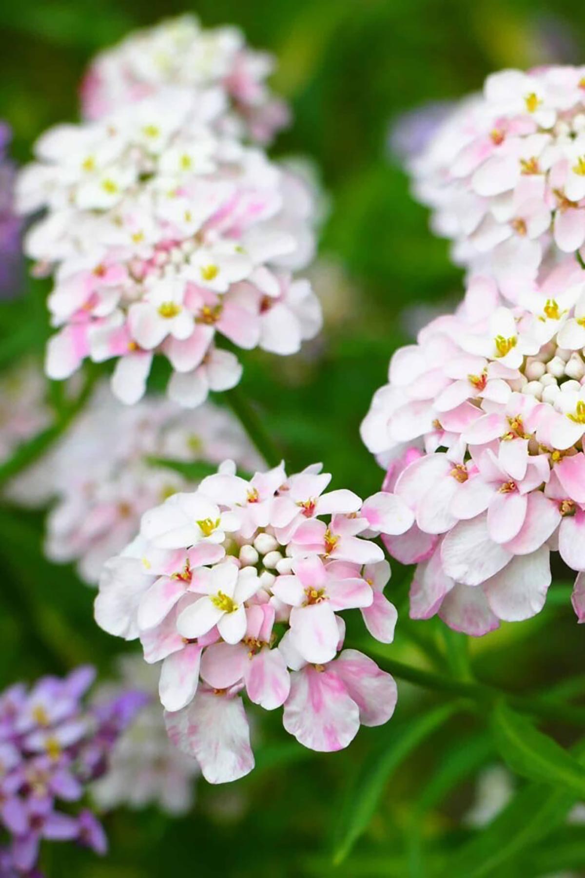 Victorian Flowers Growbar as a romantic sustainable gift by Growbar Urban Wild