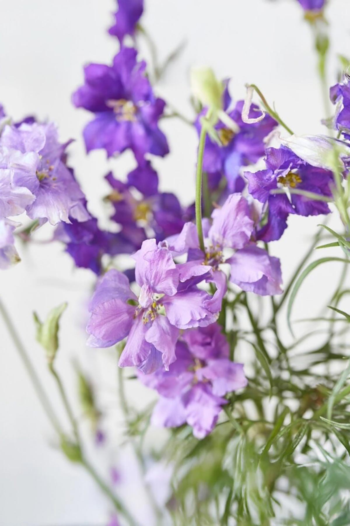 Victorian flowers growing from Growbar on windowsill indoor gardening Urban Wild