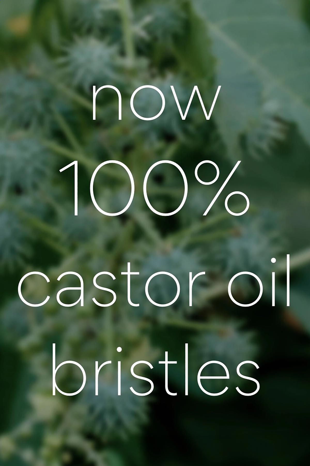 now 100% castor oil bristles