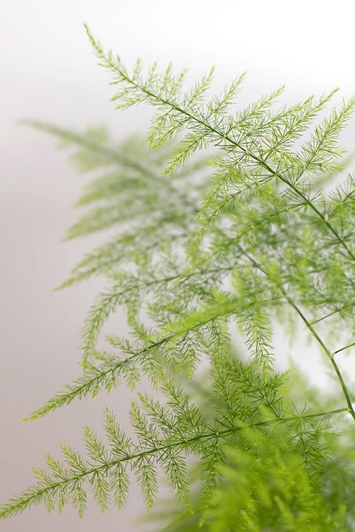 Asparagus Fern in Belly Basket Medium Indoor Plant — Urban Wild