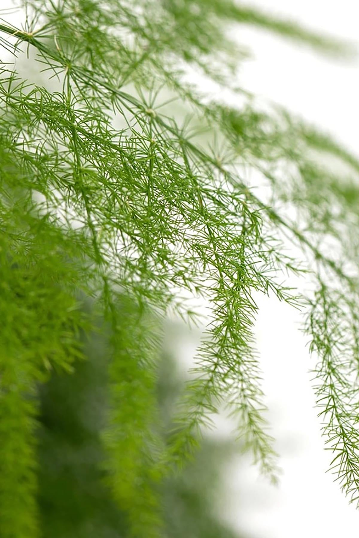 Asparagus Fern in Belly Basket Medium Indoor Plant — Urban Wild