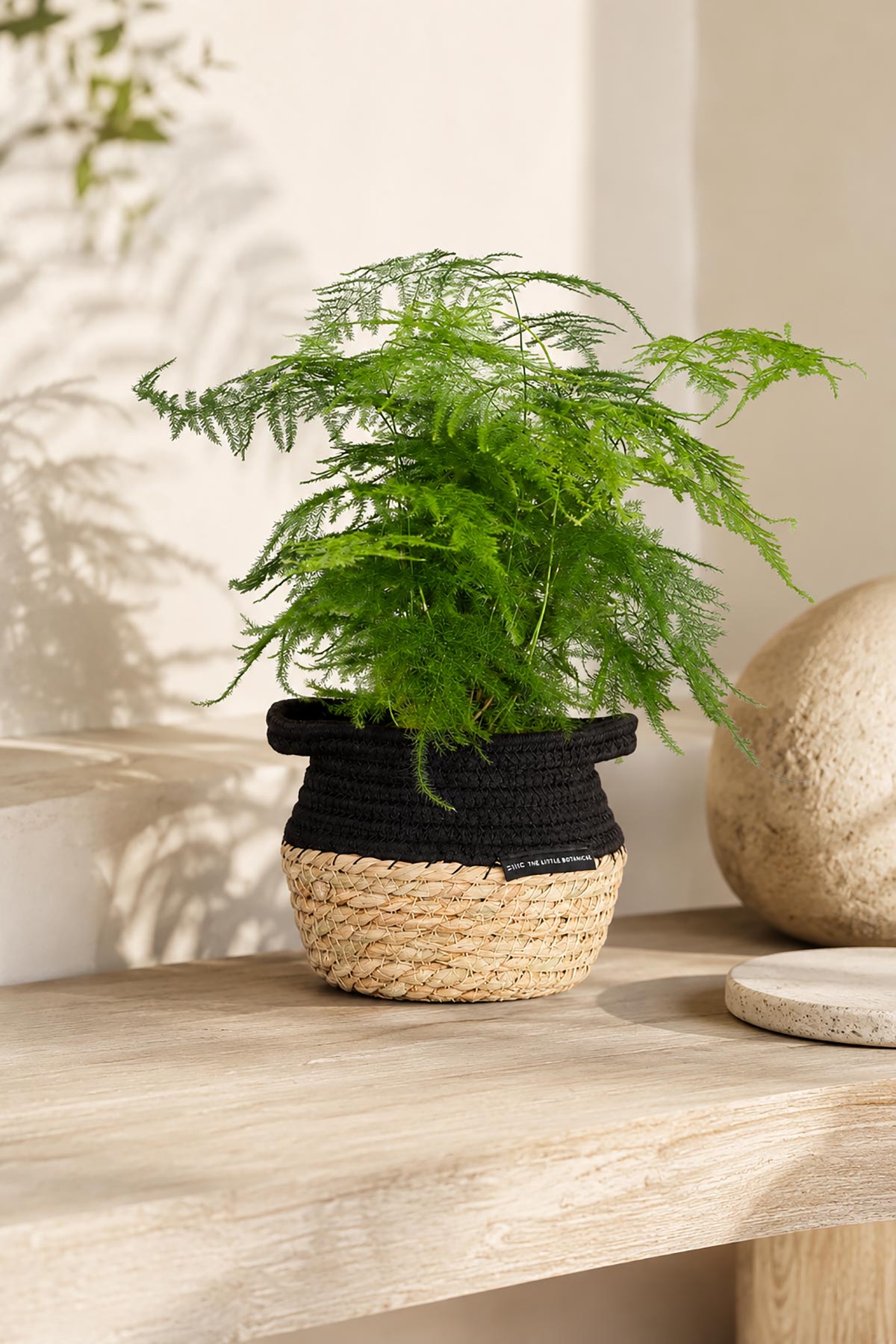 Medium Asparagus Fern with feathery green fronds in natural woven Belly Basket — Urban Wild
