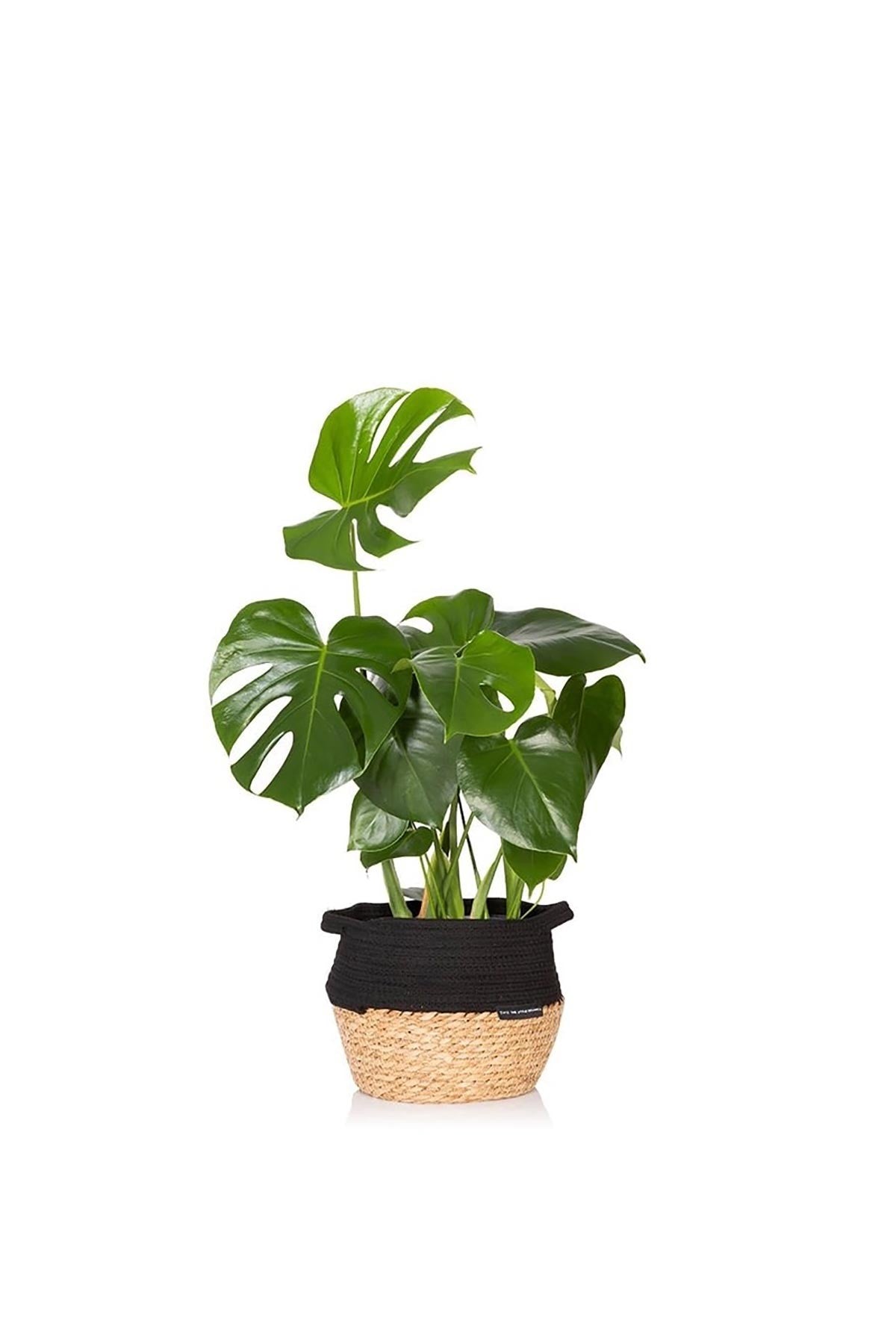 Big Monstera Deliciosa Swiss Cheese Plant in Belly Basket — Urban Wild