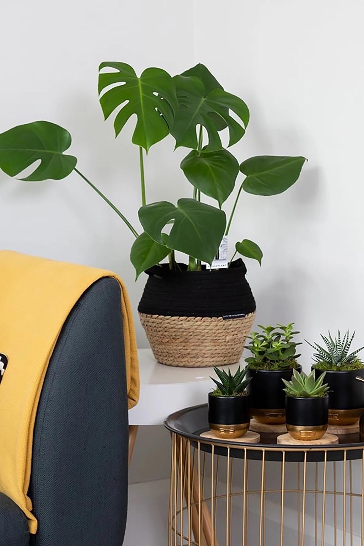 Big Monstera Deliciosa Swiss Cheese Plant in Belly Basket — Urban Wild
