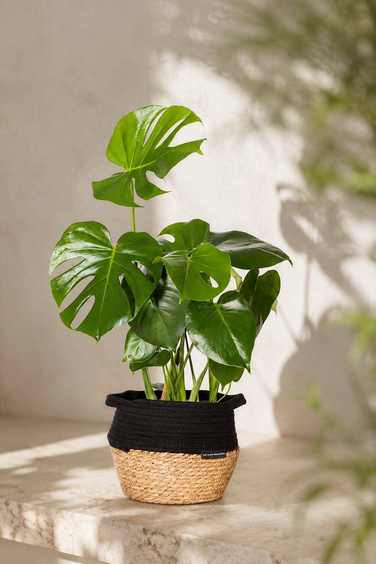 Big Monstera Deliciosa Swiss Cheese Plant in Belly Basket — Urban Wild