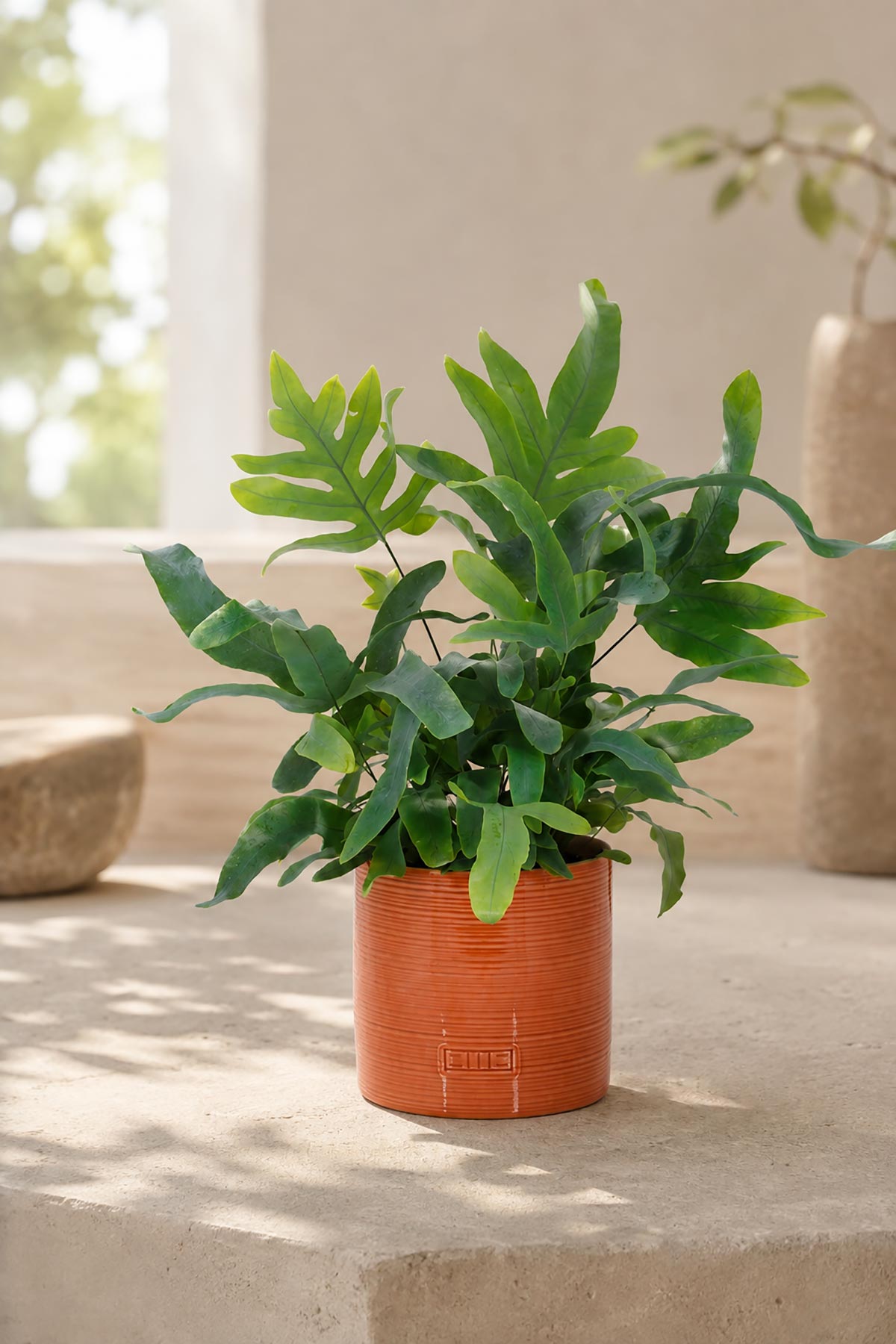 Blue Star Fern with feathery blue-green fronds in burnt orange glazed ceramic pot — Urban Wild