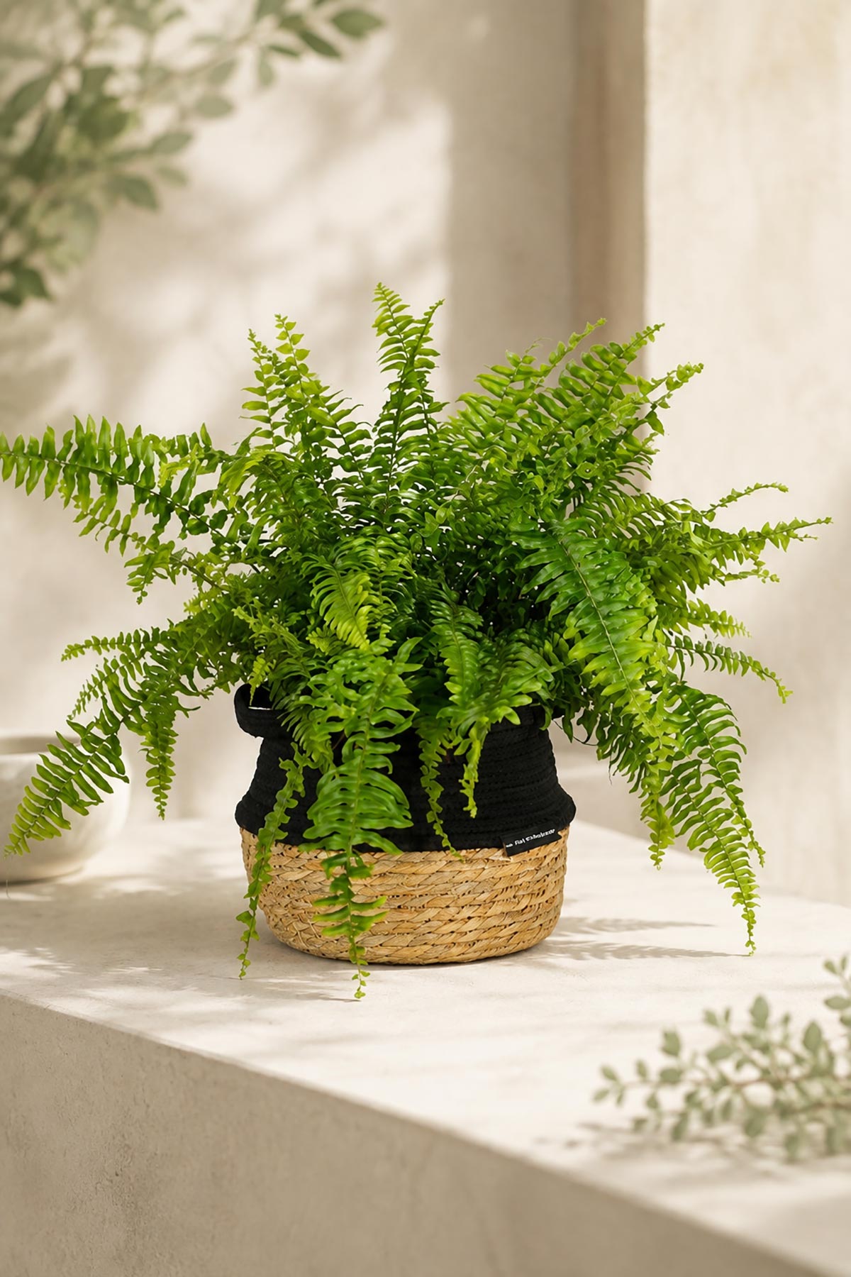 Medium Boston Fern with feathery green fronds in woven belly basket — Urban Wild