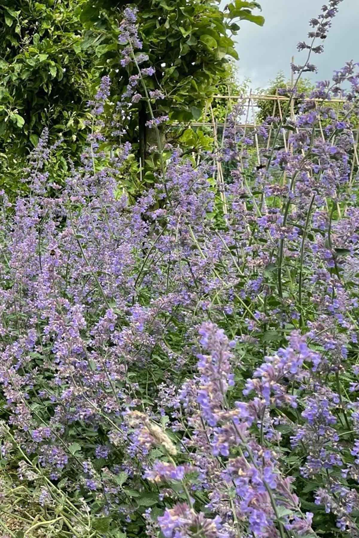 Purple flowering catmint plant growing outside, a fragrant favourite for cats — Urban Wild