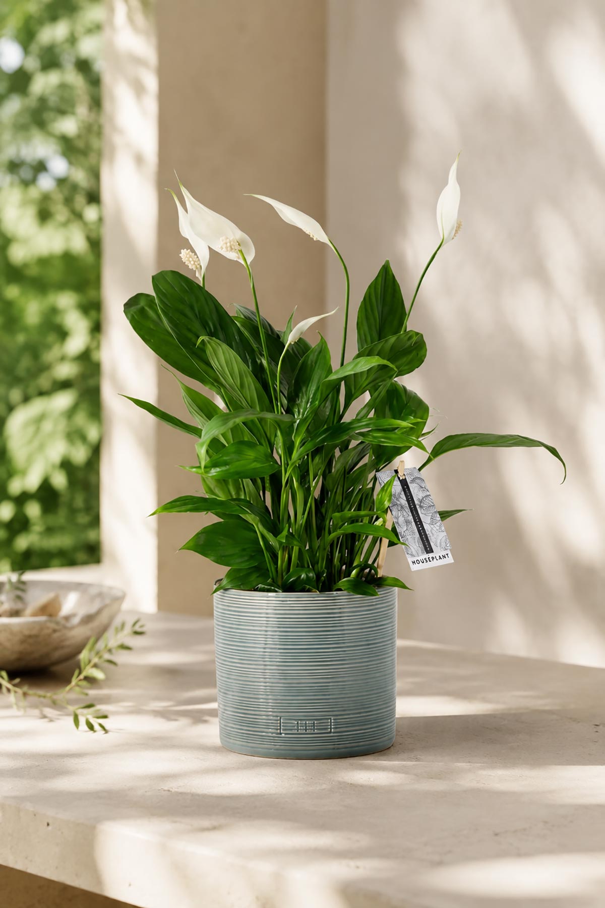 Peace Lily houseplant with white blooms in blue summer ceramic pot — Urban Wild