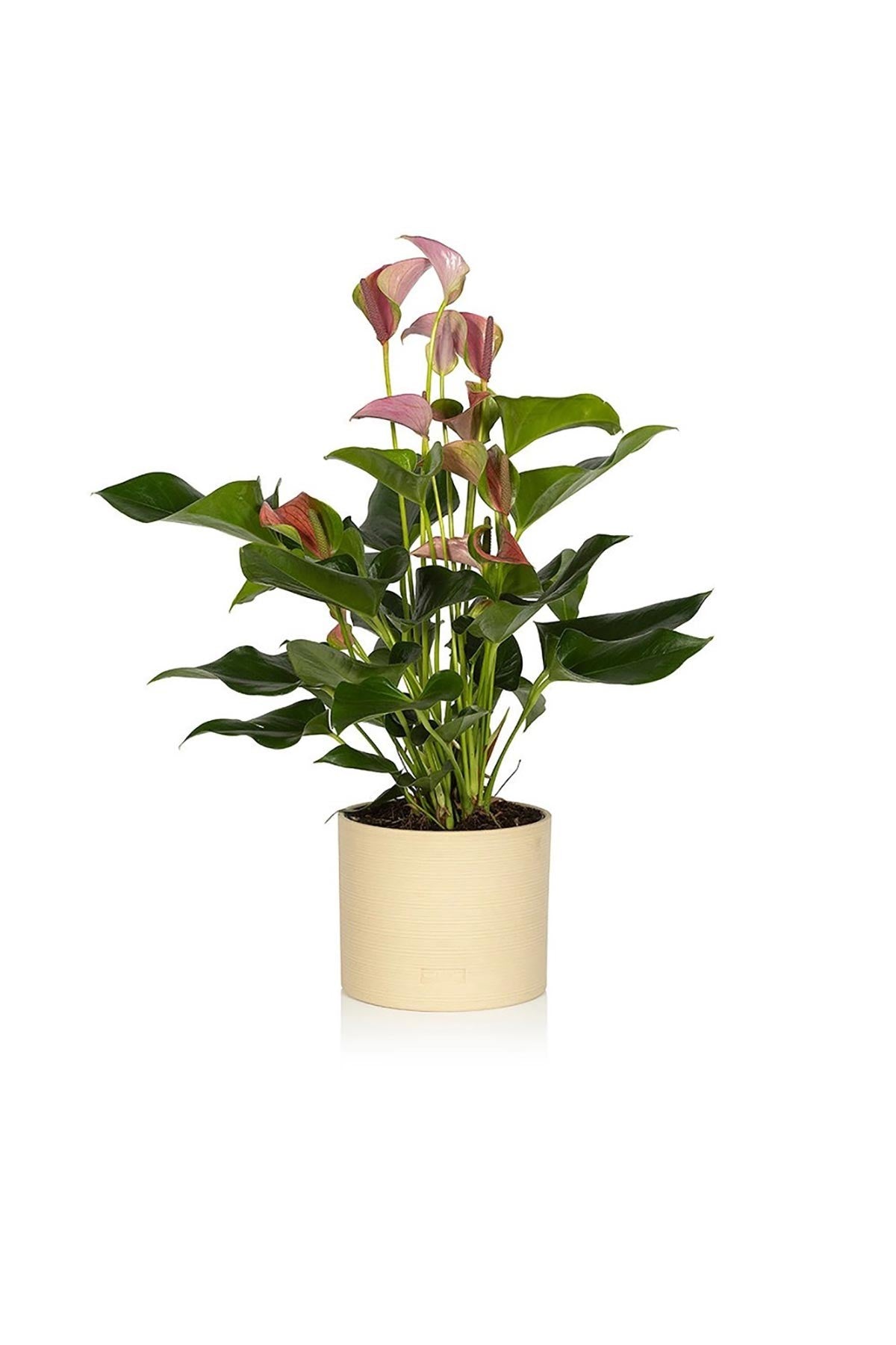 Pink Anthurium houseplant with glossy blooms in almond stoneware pot — Urban Wild