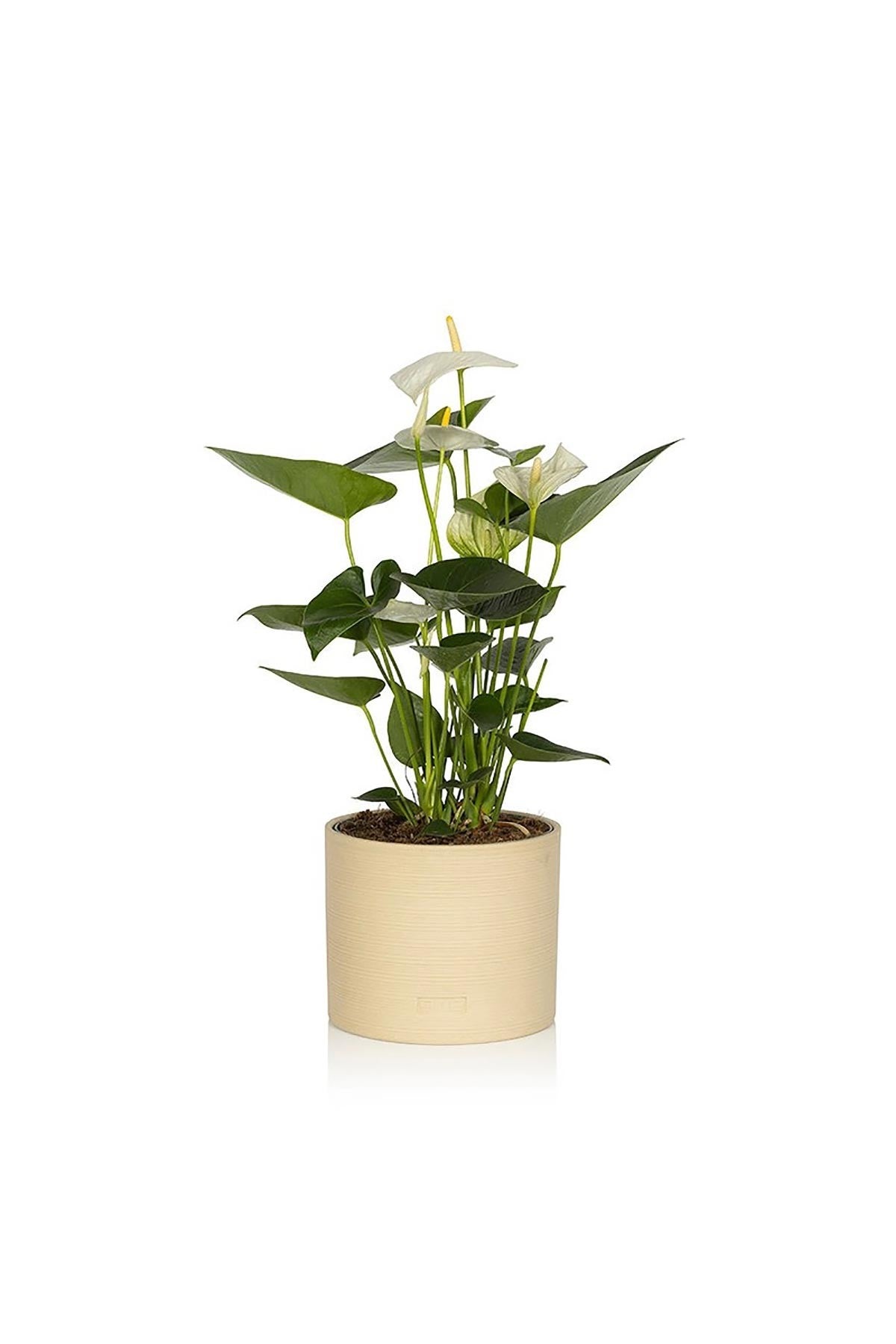 Anthurium Mix Houseplant in Almond Stoneware Pot — Urban Wild