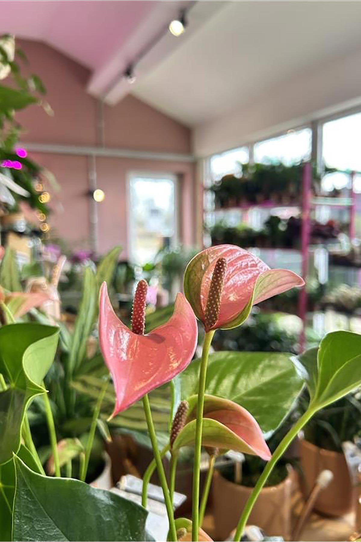 Anthurium Mix Houseplant in Almond Stoneware Pot — Urban Wild