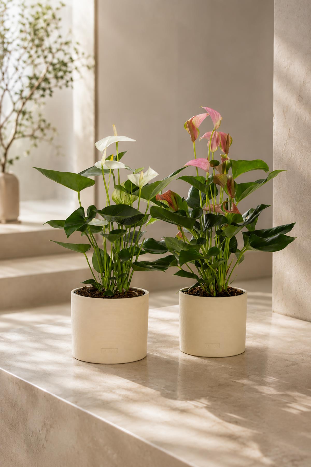Anthurium Mix Houseplant in Almond Stoneware Pot — Urban Wild