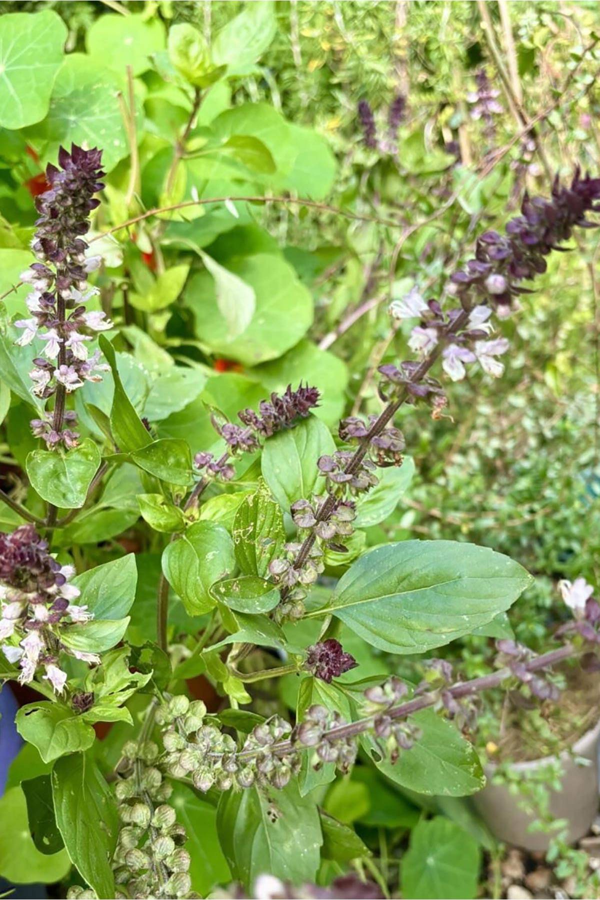 Close up of fresh Thai basil leaves grown from Growbar seeds — Urban Wild