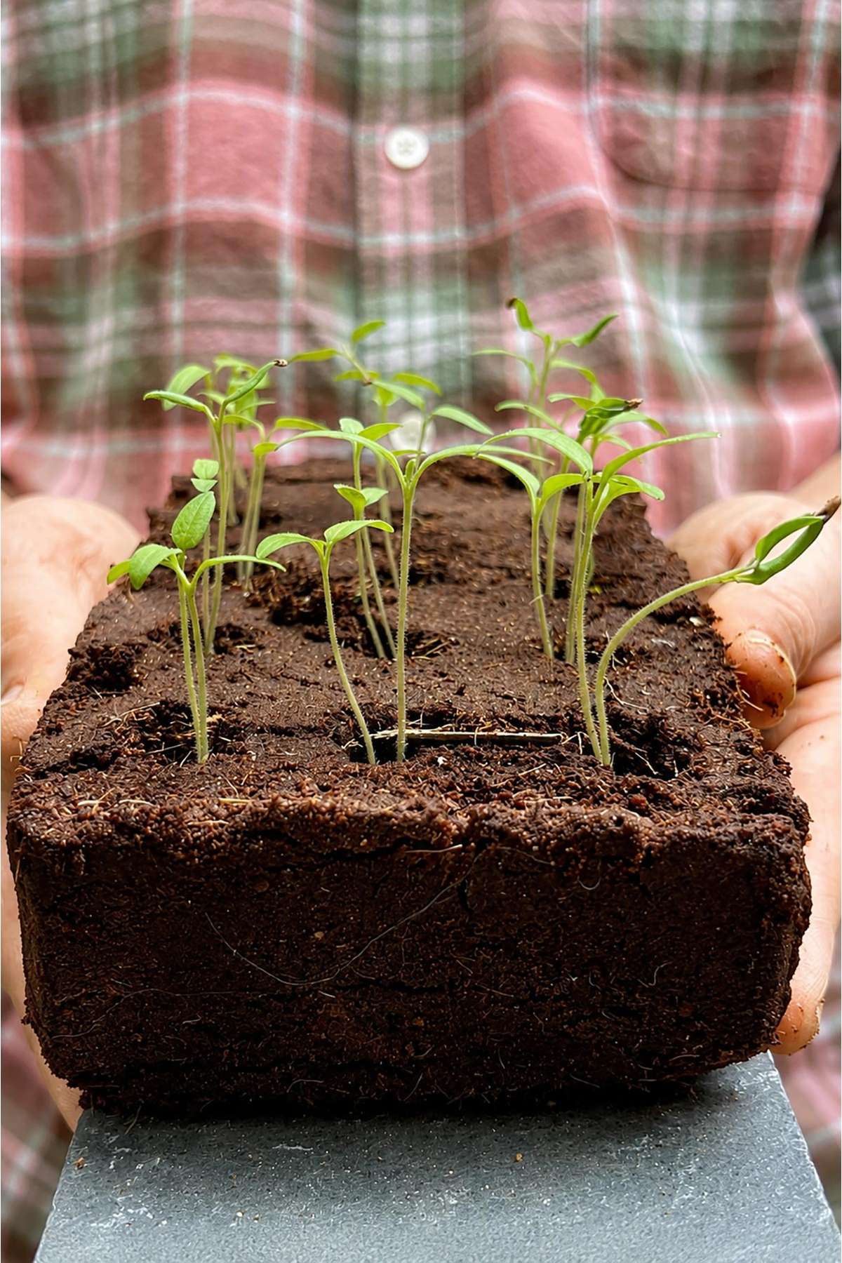 Three step Growbar instructions showing how the seed kit works — Urban Wild